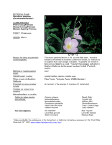 Oenothera speciosa - Council for Watershed Health