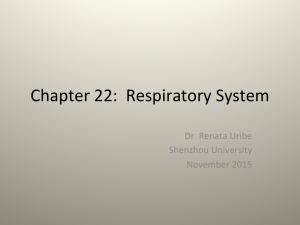 Chapter 22: Respiratory System