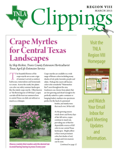 Crape Myrtles for Central Texas Landscapes