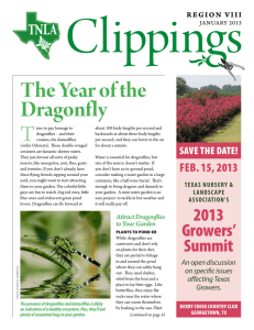 The Year of the Dragonfly