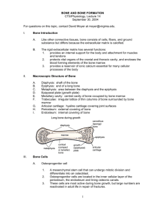 BONE AND BONE FORMATION CTS/Physiology, Lecture 14