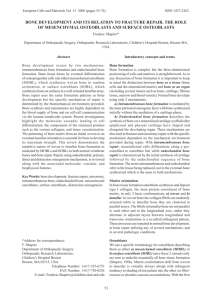 Bone development and fracture repair