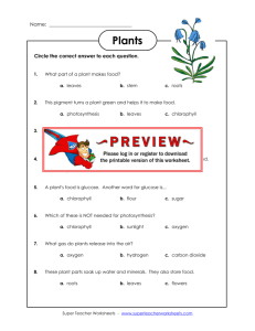 Plants - Super Teacher Worksheets