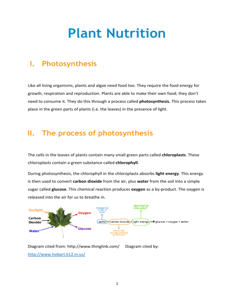essay on nutrition in plants