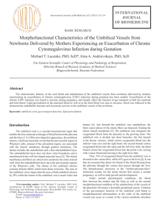 Morphofunctional Characteristics of the Umbilical Vessels from