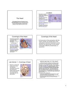 The Heart Location Coverings of the Heart Coverings of the Heart