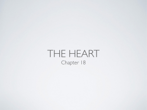 The Heart Lecture Slides PDF