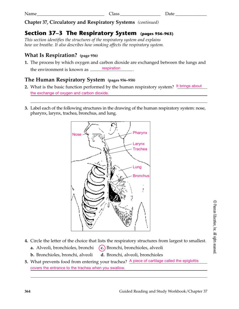 The Respiratory System Worksheet Abhayjere