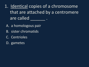 1. Identical copies of a chromosome that are attached by a