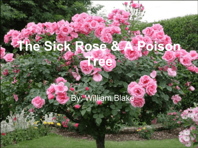The Sick Rose And A Poison Tree
