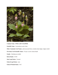 Common Name: PINK LADY'S-SLIPPER Scientific Name