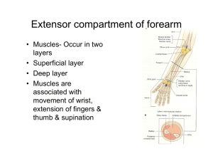 Extensor compartment of forearm