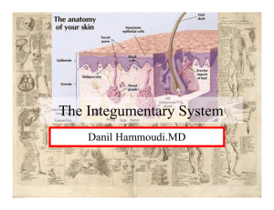 The Integumentary System - Sinoe Medical Association