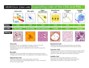 Supporting cells of the CNS and PNS