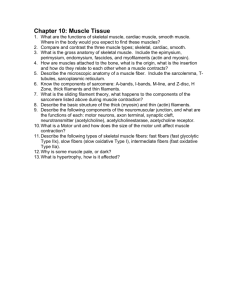 Chapter 10: Muscle Tissue - Dr