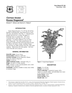 Cornus kousa Kousa Dogwood - Environmental Horticulture