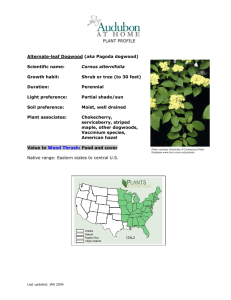 PLANT PROFILE Alternate-leaf Dogwood (aka Pagoda dogwood