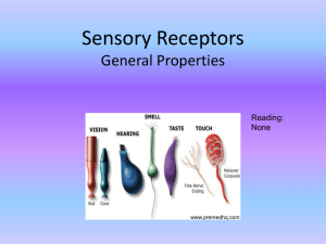 Sensory Receptors - Brain & Cognitive Sciences