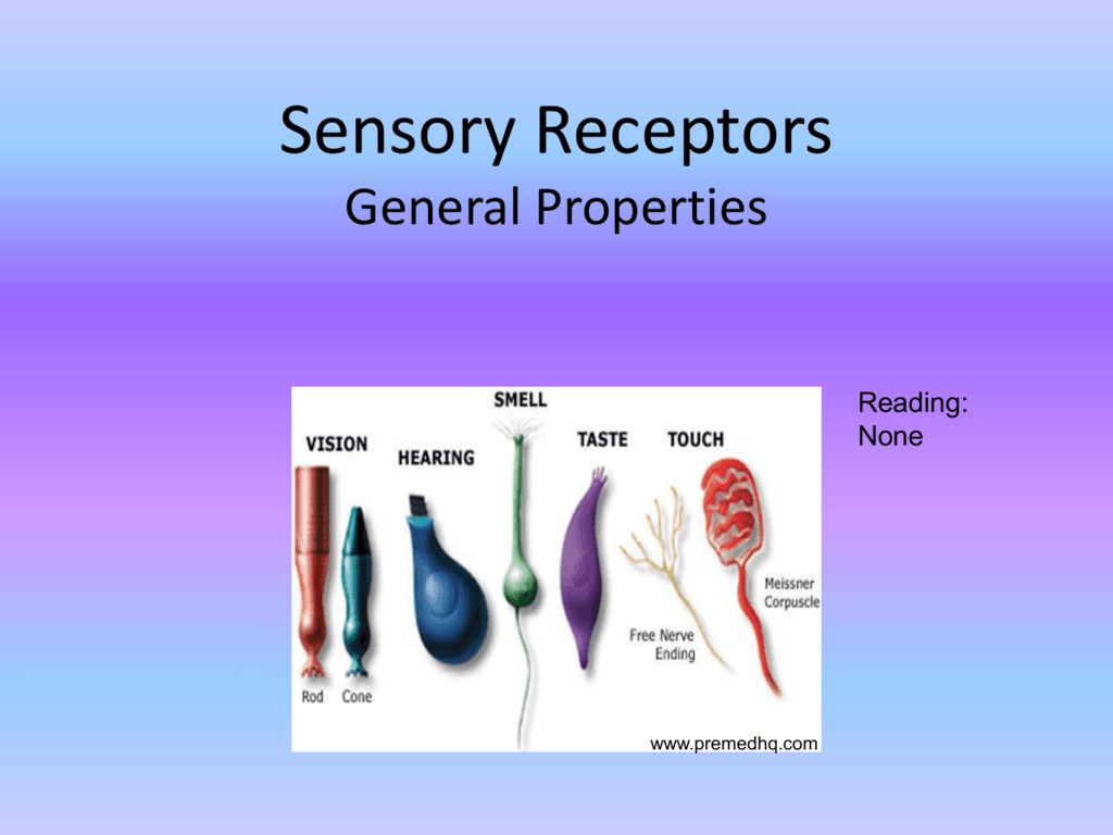 sensory-receptors-brain-cognitive-sciences