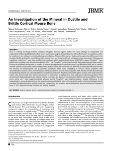 An Investigation of the Mineral in Ductile and Brittle Cortical Mouse