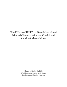 The Effects of BMP2 on Bone Material and Mineral Characteristics in