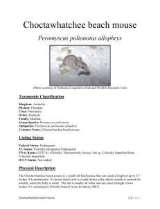 Choctawhatchee beach mouse - Florida Fish and Wildlife