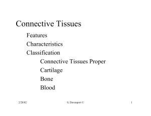 Connective Tissues