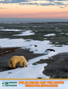 Polar Bears and The arcTic - National Wildlife Federation