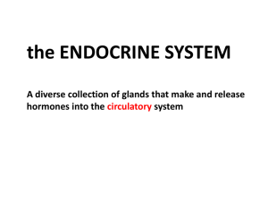 the ENDOCRINE SYSTEM