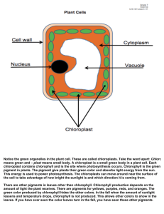 Notice the green organelles in the plant cell. These are