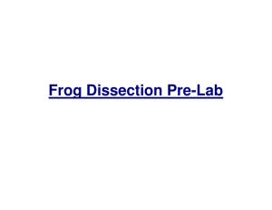 (Microsoft PowerPoint - Lab 2 - Frog Dissection [Mode de