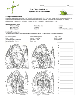 frog dissection crossword puzzle answers biology corner
