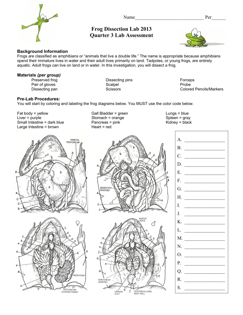 Frog Dissection Inside Frog Dissection Worksheet Answer Key