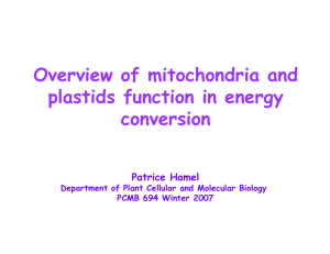 Overview of mitochondria and plastids function in energy conversion