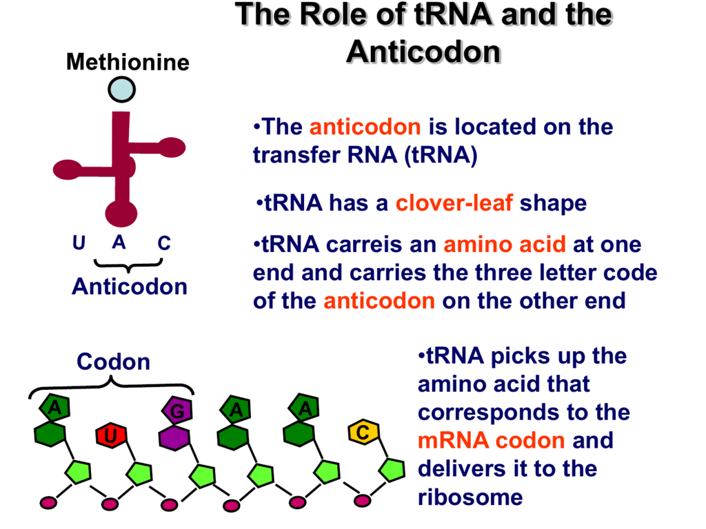 What S The Role Of Trna In Translation