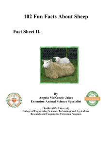 102 Fun Facts About Sheep - Florida Agricultural & Mechanical