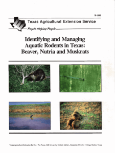 Identifying and Managing Aquatic Rodents in Texas: Beaver, Nutria