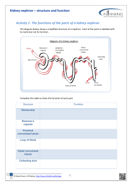 kidney and nephron diagram key - Westgate Mennonite Collegiate