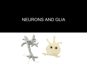 NEURONS AND GLIA