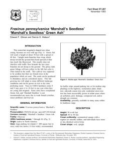 Fraxinus pennsylvanica 'Marshall's Seedless'