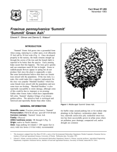 Fraxinus pennsylvanica 'Summit' 'Summit' Green Ash