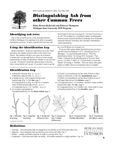 Distinguishing Ash from Other Common Trees