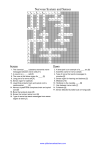 Nervous System & Senses Crossword Answers