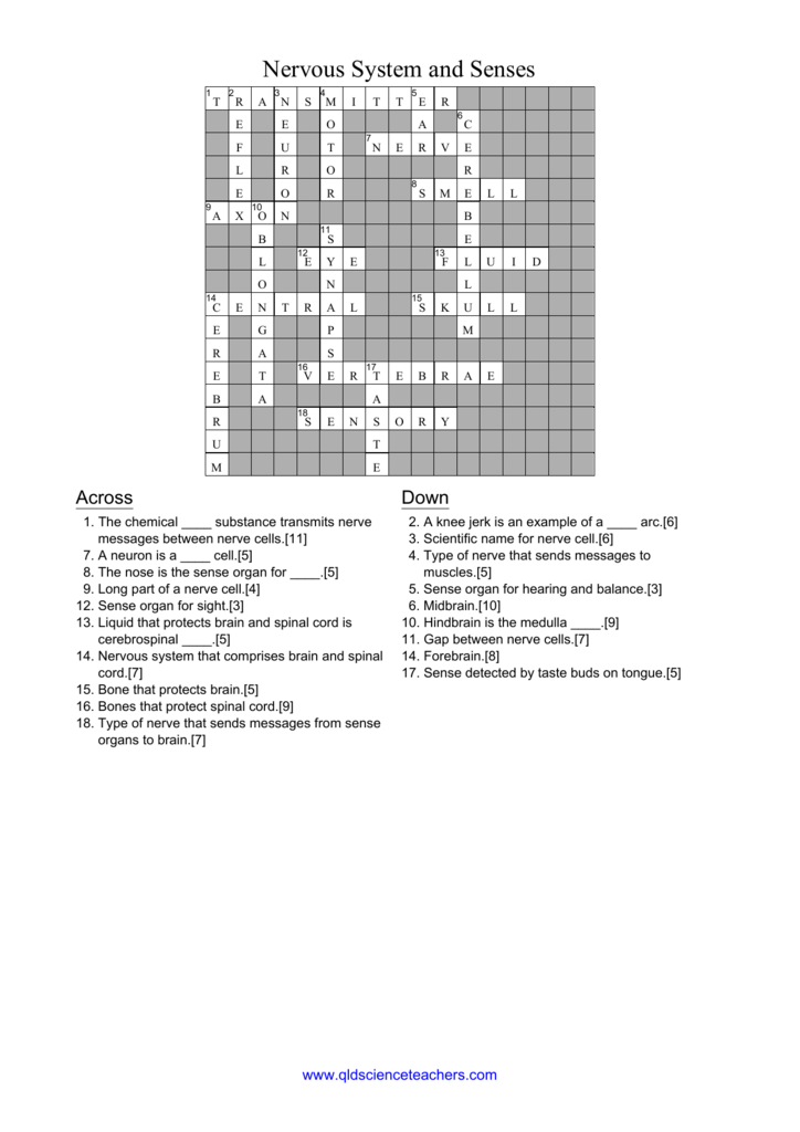 Nervous System Senses Crossword Answers