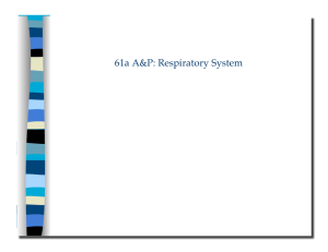 61a A&P: Respiratory System