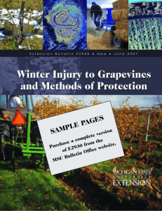 Winter Injury to Grapevines and Methods of Protection