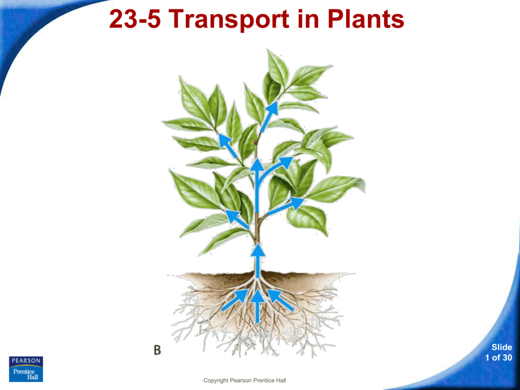 presentation on transport of water in plants