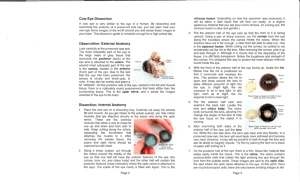 Cow Eye Dissection Guide
