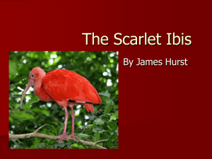 "The Scarlet Ibis" Notes