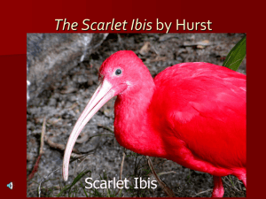The Scarlet Ibis by Hurst